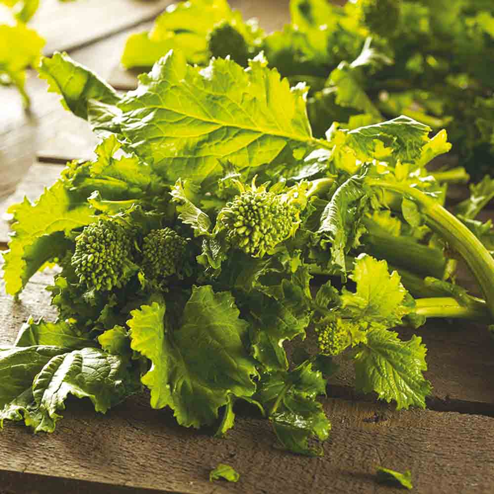 Scheutjesbroccoli Sessantina — dunne groene scheuten met kleine bloemschermen, Italiaans erfgoedras