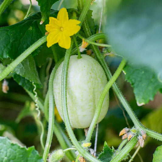 erfgoedzaden-komkommer-biologisch-seeds-of-regeneration