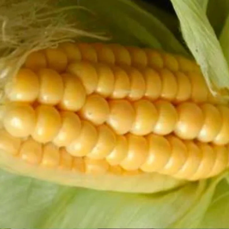 biologisch zaden van puget mais - seeds- of regeneration