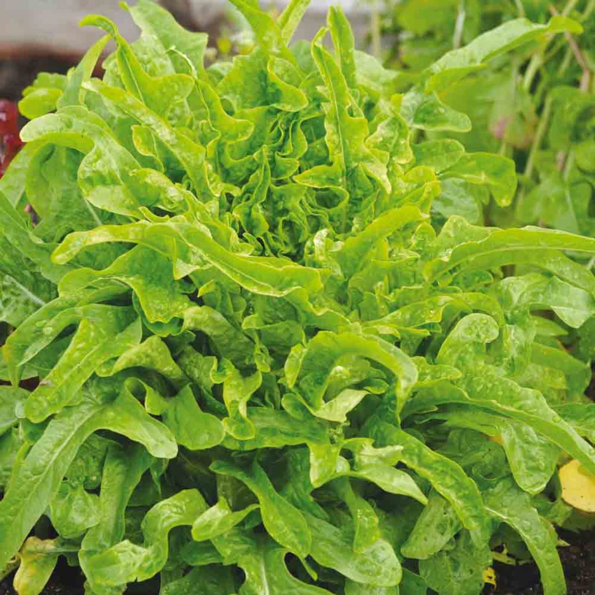 biologisch zaadlint - marokkaanse sla - seeds of regeneration