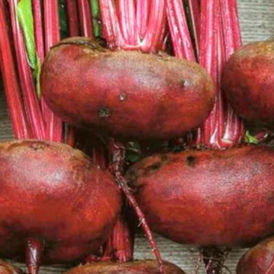 Rode Biet 'Egyptische Platronde' | Biologische erfgoedzaden | Oud Ras