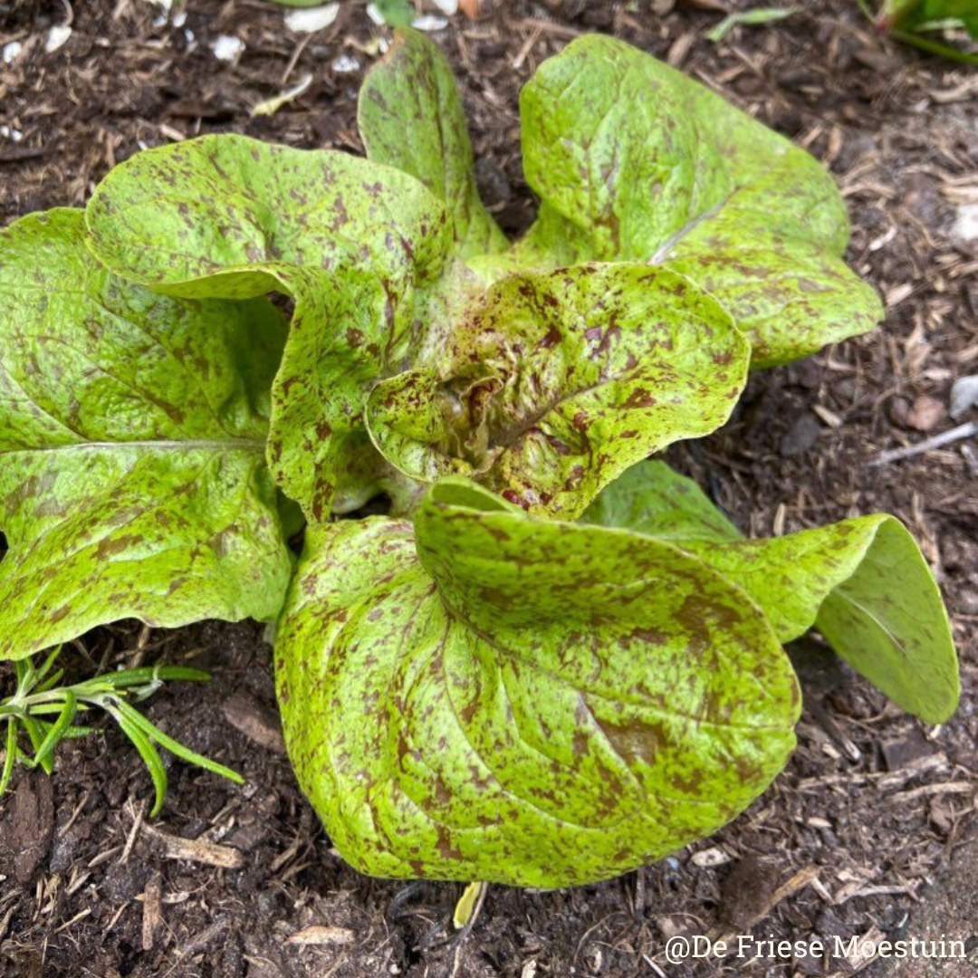 biologisch zaden - sla - amish speckled - oude rassen