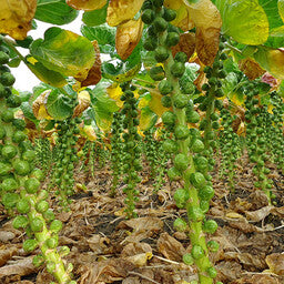 Spruitje_Stiekem_biologisch_zaden_-_seedsofregeneration