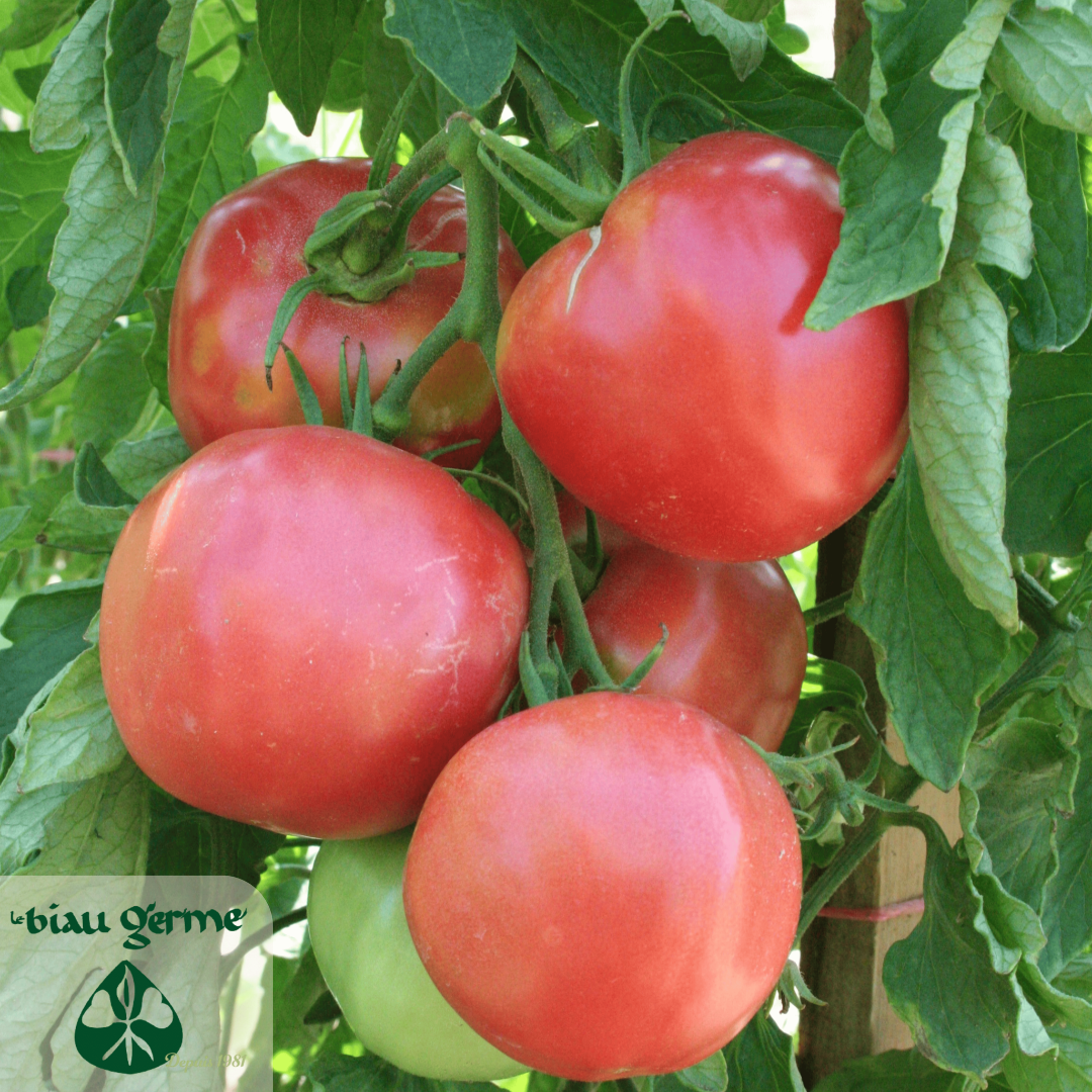 Tomatenplant Rose de Berne met rijpende trossen in de moestuin