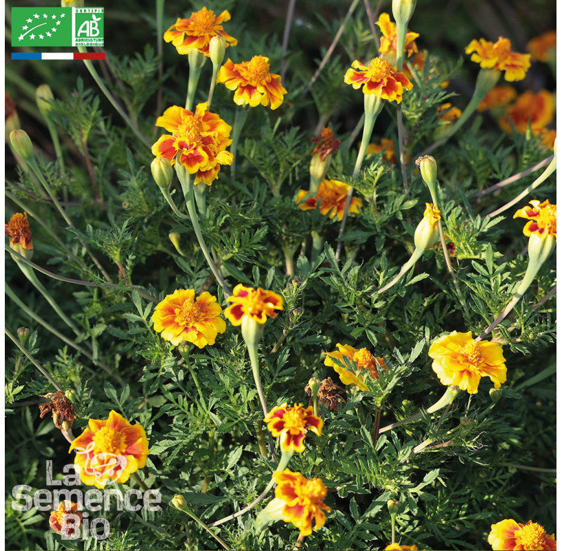 eetbare bloem - afrikaantjes