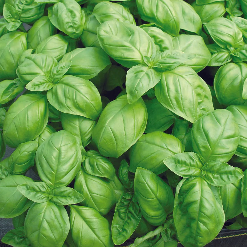Basilic Genovese – in de Zomerbox