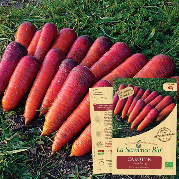 Wortel "Rouge Sang" | Biologische erfgoedzaden | Oud Ras