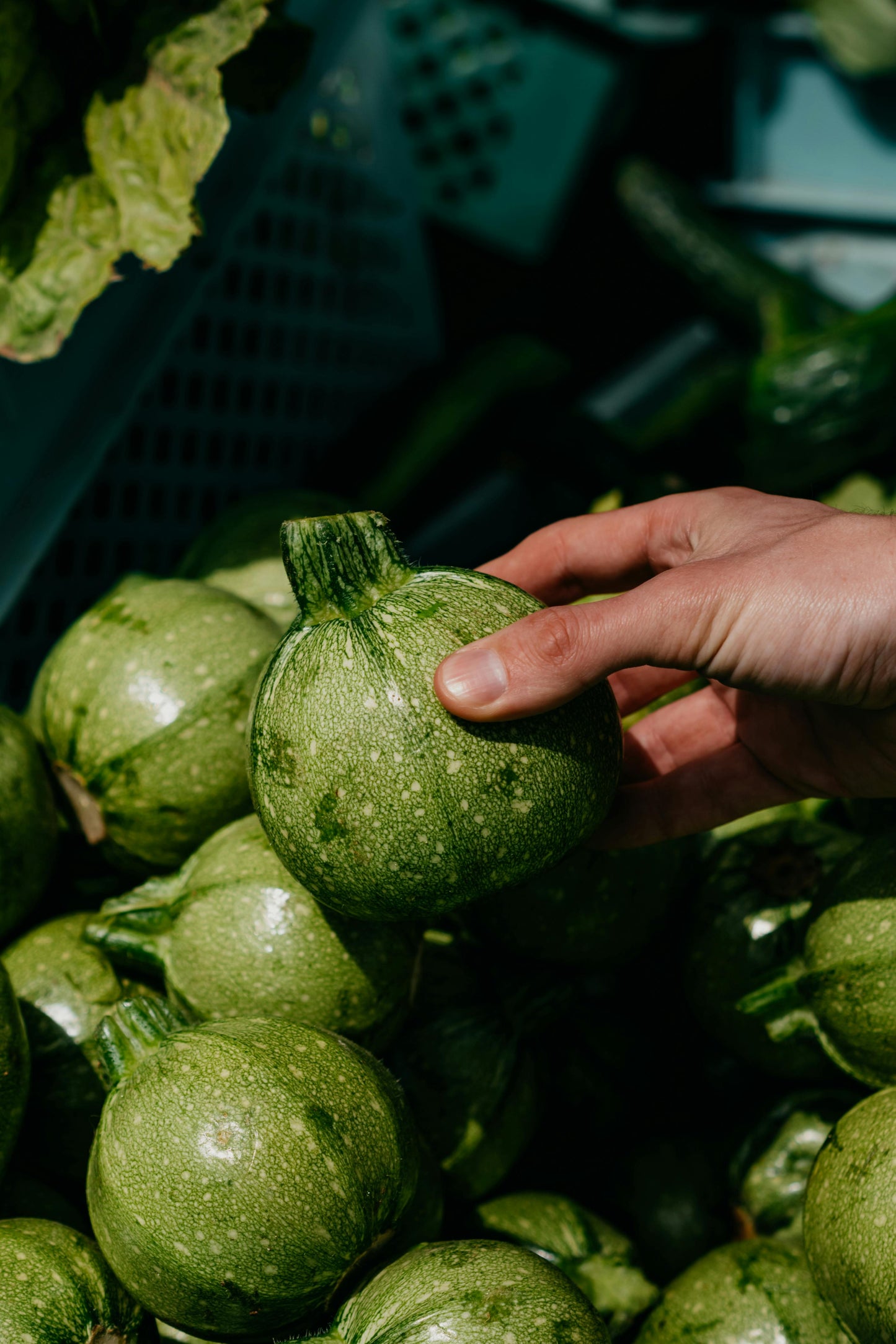 Courgette "Ronde de Nice" | Biologische erfgoedzaden | Oud Ras