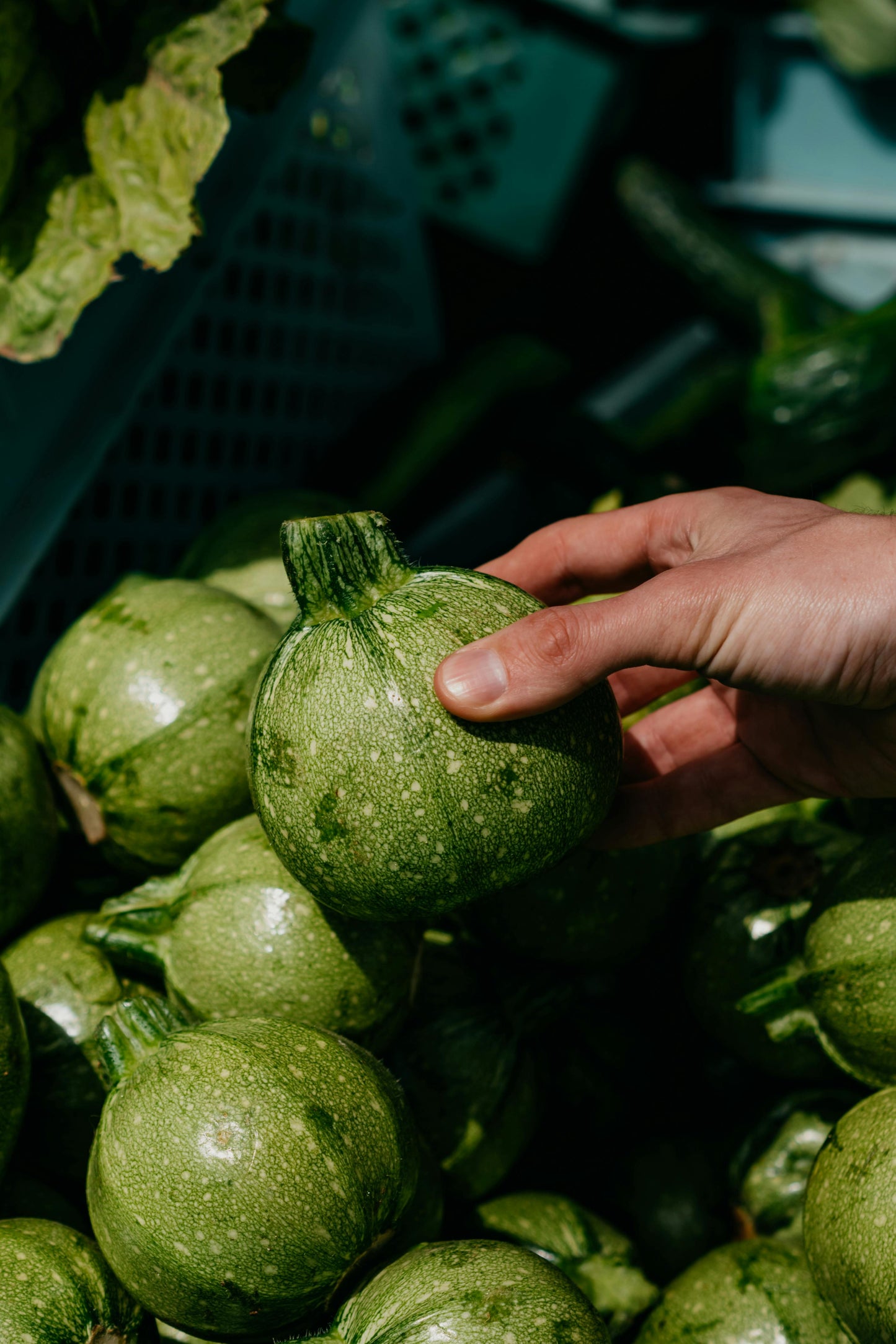 Courgette "Ronde de Nice" | Biologische erfgoedzaden