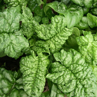 Bloomsdale (Long Standing) Spinazie | Biologische erfgoedzaden | Oud Ras