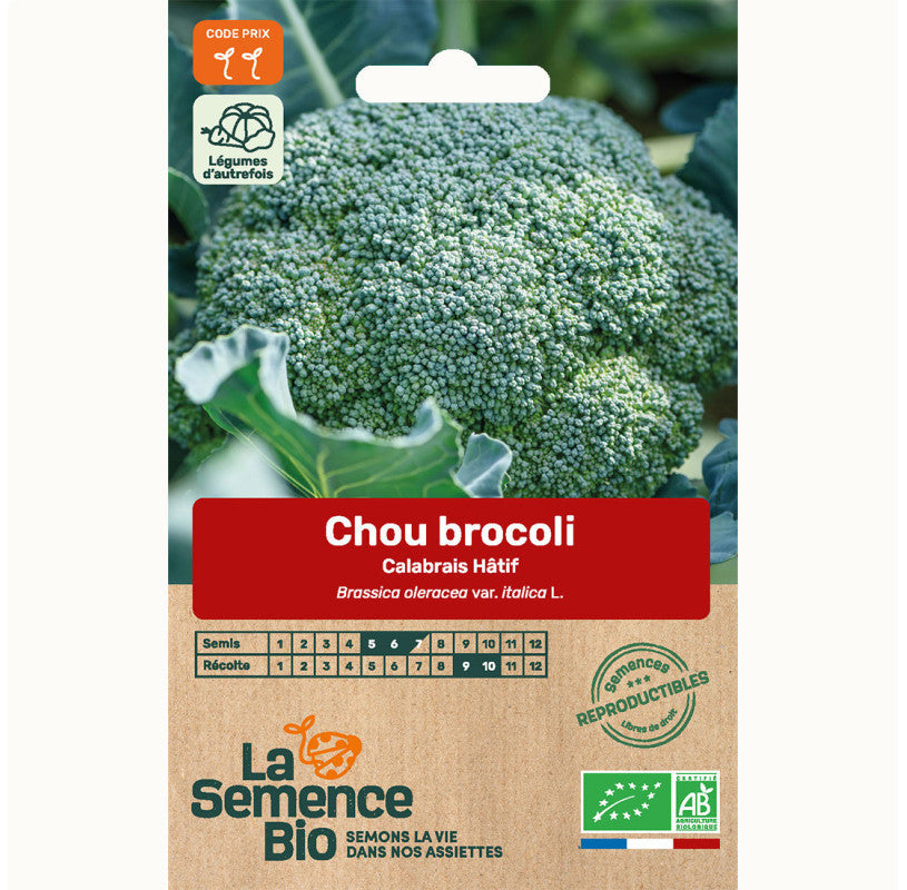 Brocolli "Calabrais Hâtif" / Calabrese | Biologische erfgoedzaden | Oud Ras