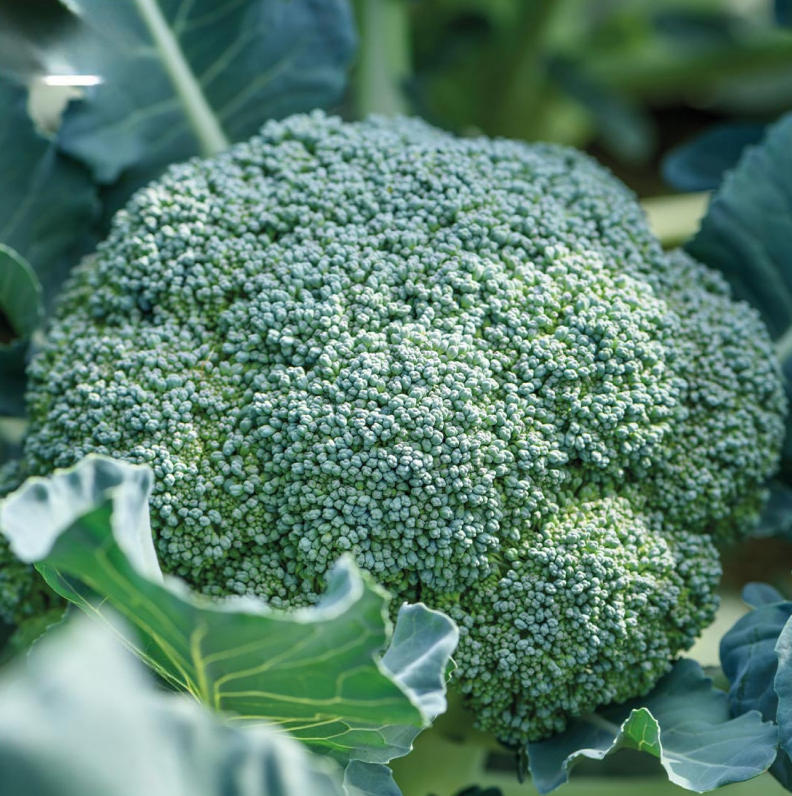 Brocolli "Calabrais Hâtif" / Calabrese | Biologische erfgoedzaden | Oud Ras