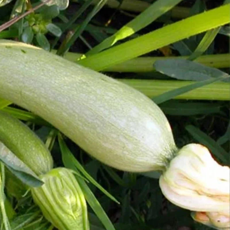 Courgette "Genovese" | Biologische erfgoedzaden | Oud Ras