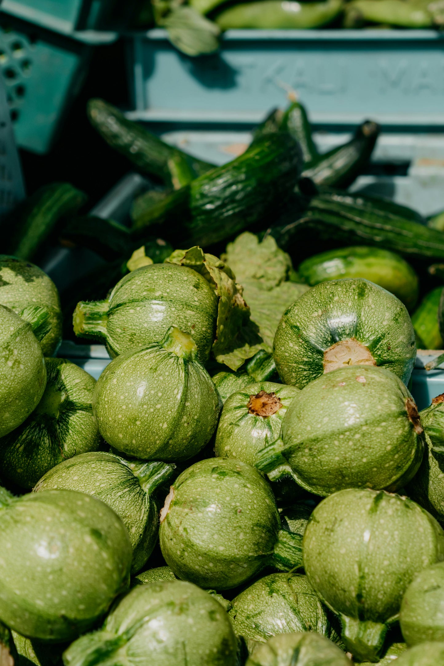 Courgette "Ronde de Nice" | Biologische erfgoedzaden | Oud Ras