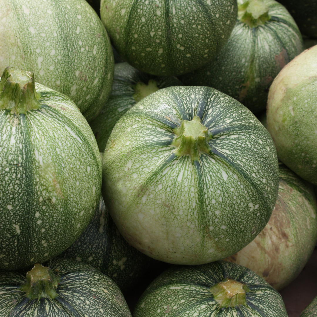 Courgette "Ronde de Nice" | Biologische erfgoedzaden | Oud Ras