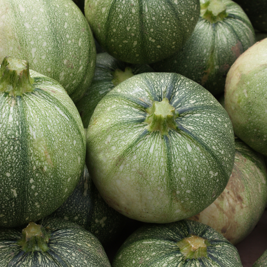 Courgette "Ronde de Nice" | Biologische erfgoedzaden