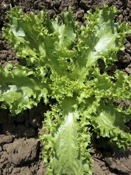 krulandijvie-ruffec-biologisch-zaden-moetuin-seeds-of-regeneration