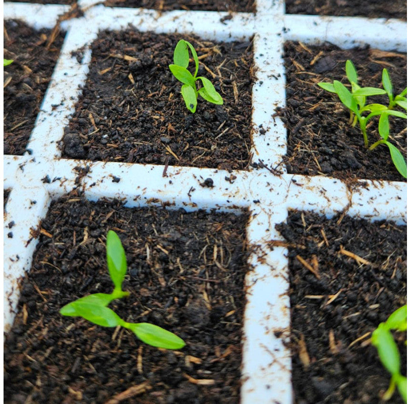 Krulpeterselie Moskrul | Kruiden | Biologische erfgoedzaden | Oude Ras