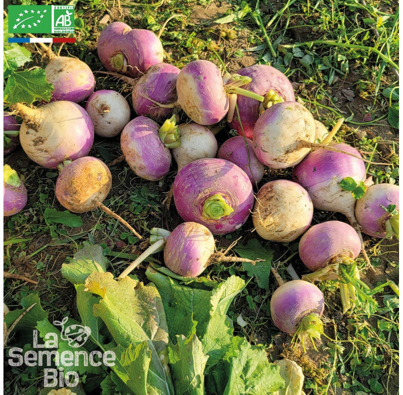 Meiraap "Blanc Globe à Collet Violet" | Biologische erfgoedzaden | Oud Ras
