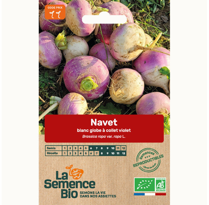 Meiraap "Blanc Globe à Collet Violet" | Biologische erfgoedzaden | Oud Ras