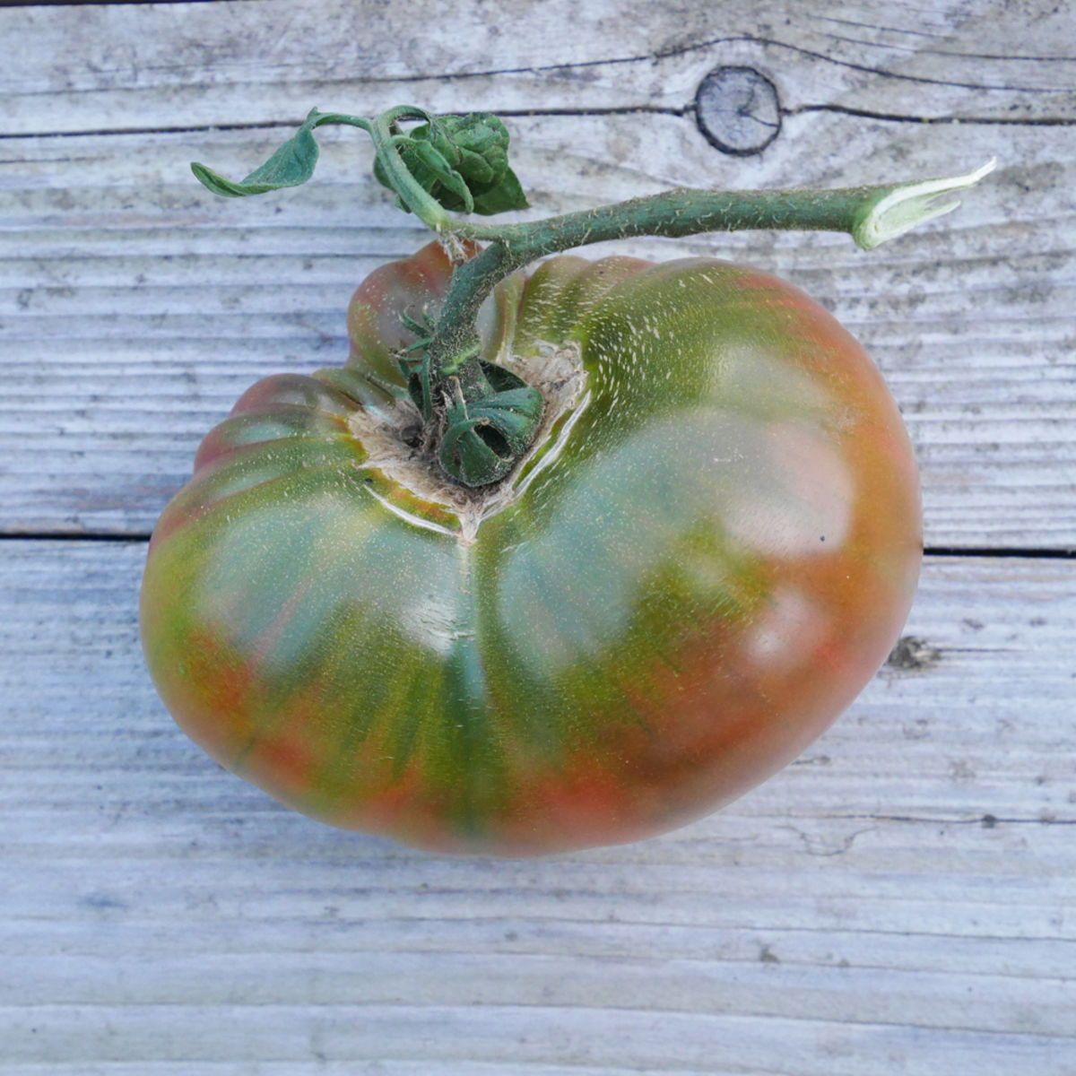 tomato - erfgoedzaden biologisch  - black pineapple - seeds of regeneration