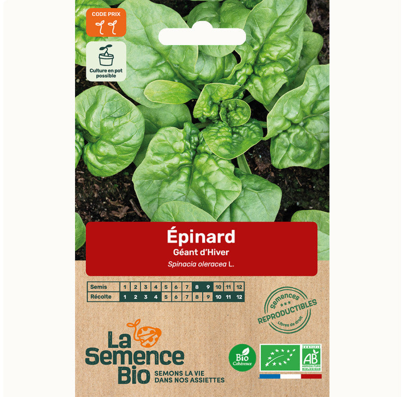 seedsofregeneration-biologisch-moestuin-moestuin-spinazi-biologisch-geantdhiver