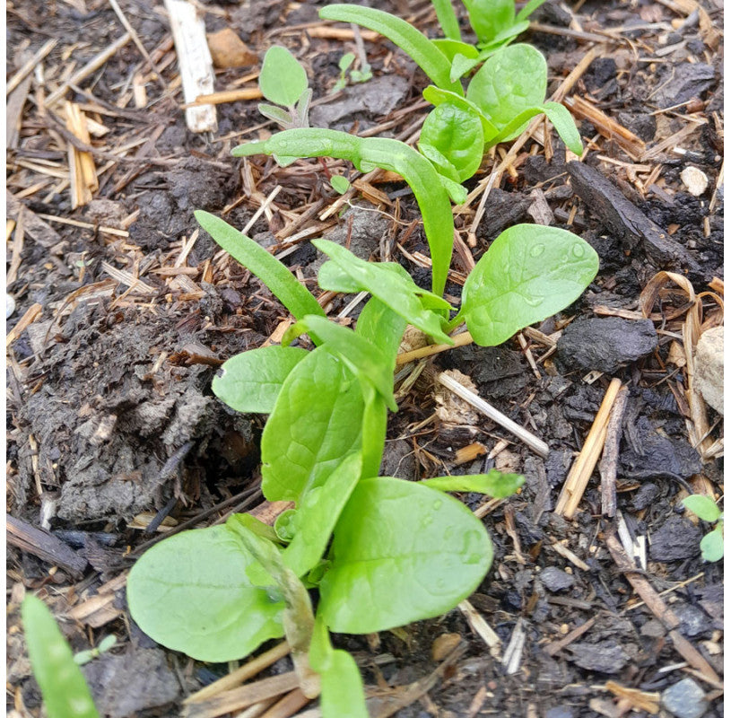 seedsofregeneration-zaden-_spinazi-biologisch-geantdhiver