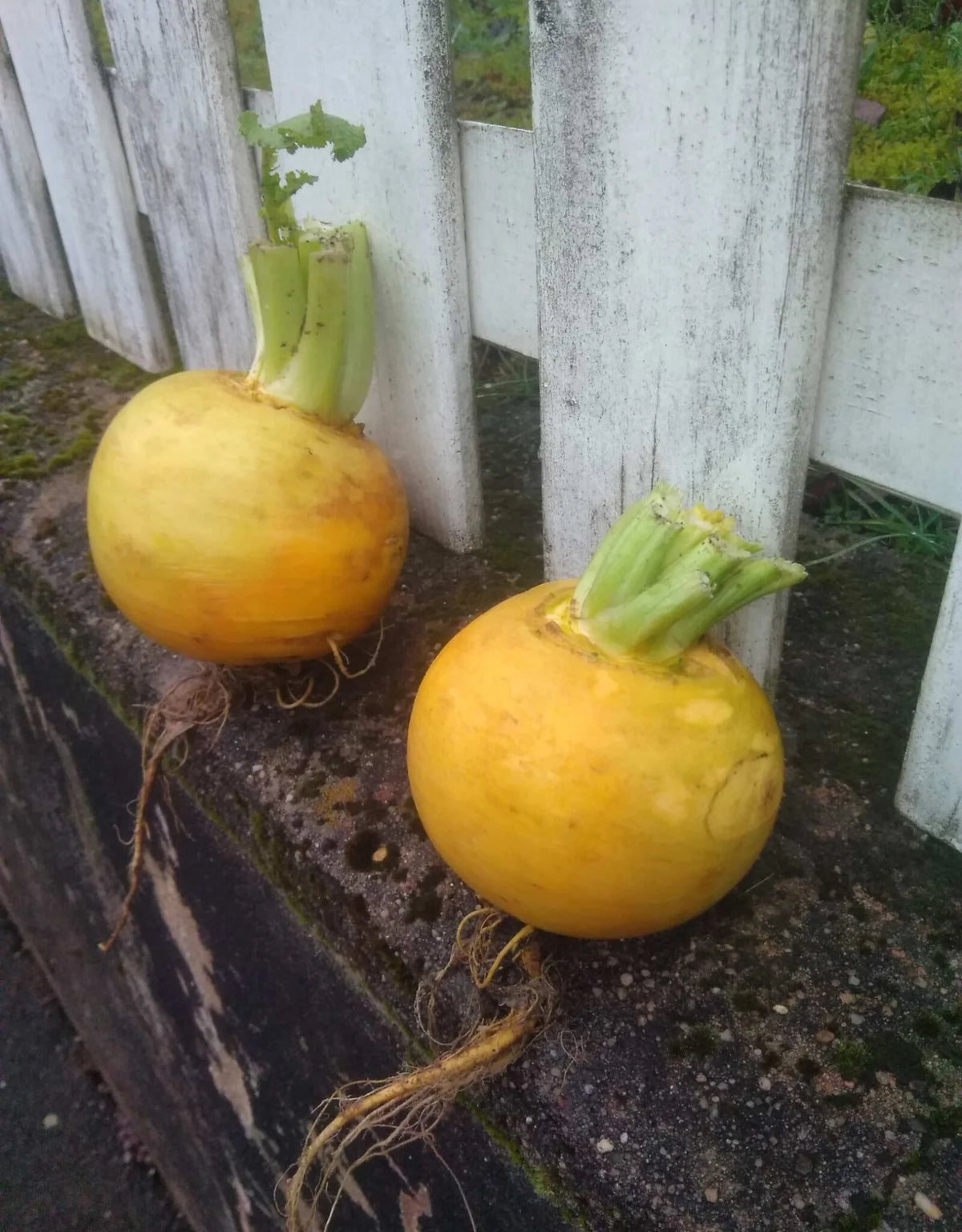 Meiraap 'Soesterknol' – Koningskost uit Soest | Biologisch