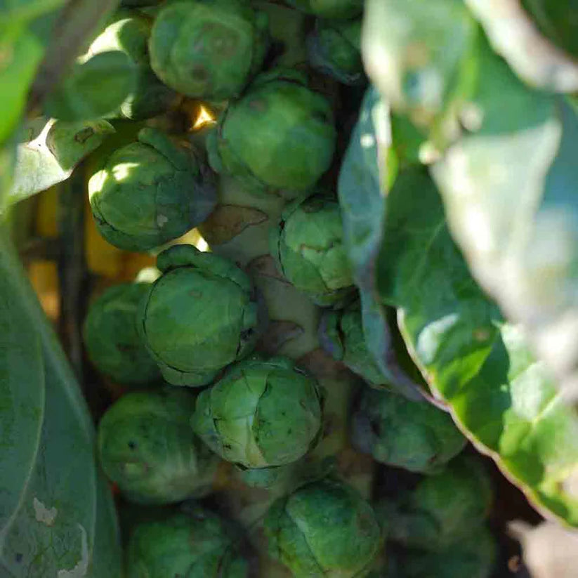 Spruitkool "De Rosny " | Biologische erfgoedzaden | Oud Ras