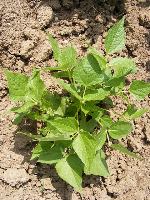 bonen-zaden-oude-rassen-biologisch-la-victoire-seeds-of-regeneration