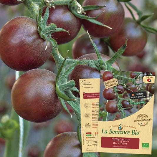 biologisch tomato - erfgoedzaden - black cherry - seeds of regeneratiojn