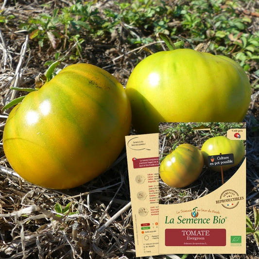 erfgoedzaden biologisch - tomato - evergreen - seeds of regeneration
