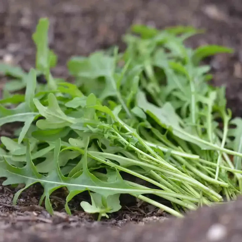 biologisch rucola - zaden