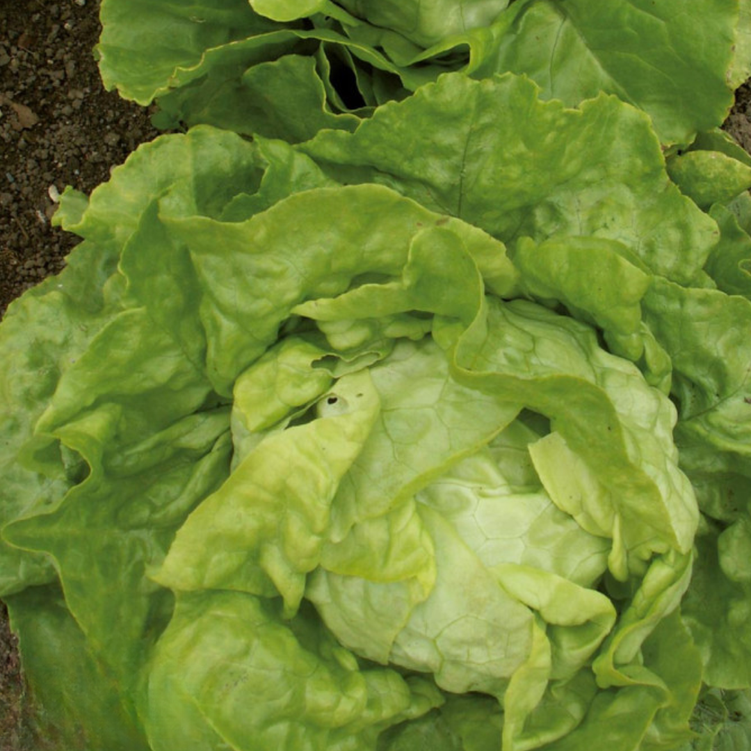 wintersla-merveille-dhiver-biologisch-zaden-seedsofregeneration