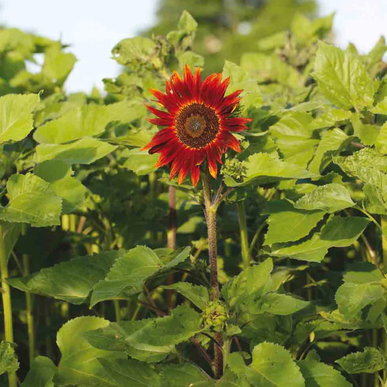Rode Zonnebloem | Bloem | Biologische & Reproduceerbare Zaden