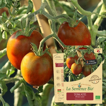 biologisch-zaden-tomaat-erfgoedzaden-prune-noire-seeds-of-regeneration