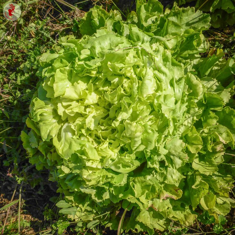 Brede andijvie Géante Maraîchère — groot goudgroen hart van 55 cm, oud Frans ras