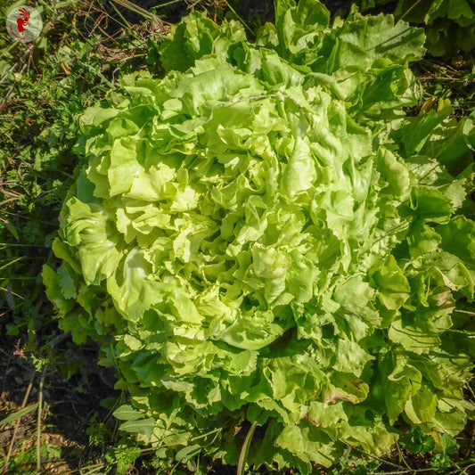 Brede andijvie Géante Maraîchère — groot goudgroen hart van 55 cm, oud Frans ras
