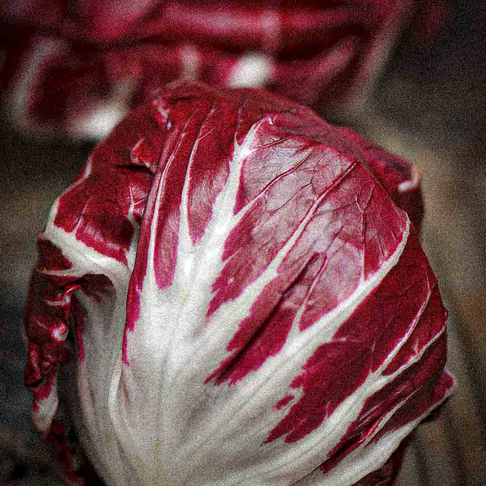 Radicchio Palla Rossa 3 — compacte carmijnrode krop met witte nerven, Chioggia-type