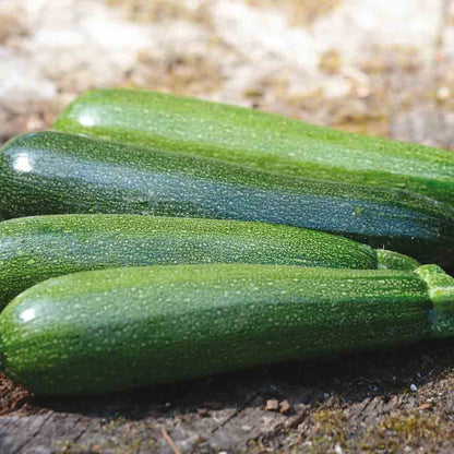 struikcourgette courgette - groene courgette - biologisch eeten
