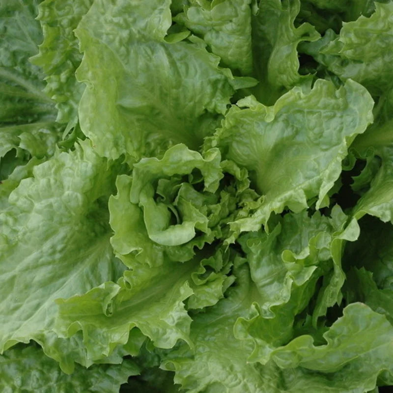 andijvie-biologisch-erfgoedzaden-oud-ras-scarolecornetdebordeaux-seeds-of-regeneration