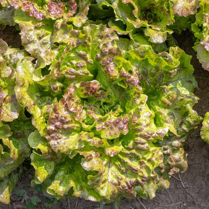 pluksla-bronze-mignonnette-blad-close-up-seeds-of-regeneration