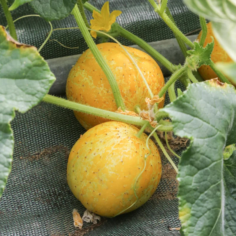 komkommer-lemon-doorgesneden-seeds-of-regeneration