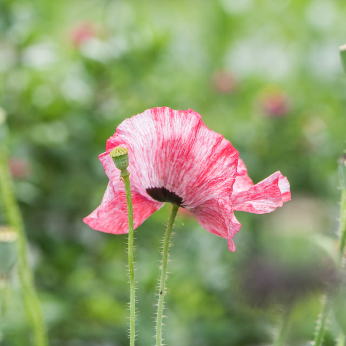 klaproos-shirley-border-seeds-of-regeneration
