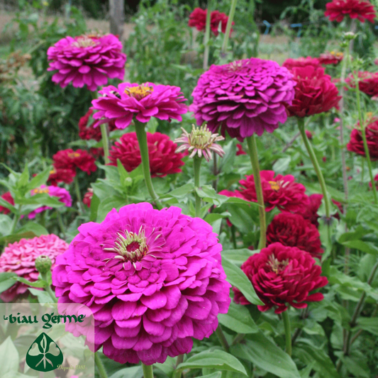 Zinnia elegans planten in volle bloei langs een tuinpad in de zomer