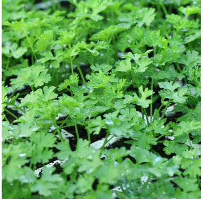 Krulpeterselie Moskrul | Kruiden | Biologische erfgoedzaden | Oude Ras