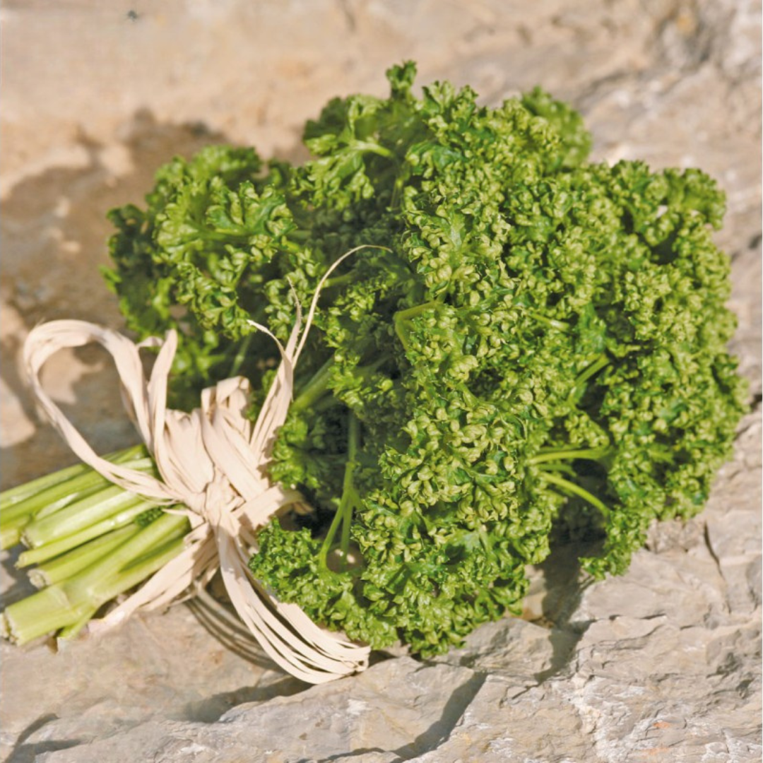 Krulpeterselie Moskrul | Kruiden | Biologische erfgoedzaden | Oude Ras