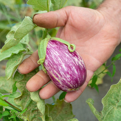 Paars-wit gestreepte aubergines aan de plant in volle zon