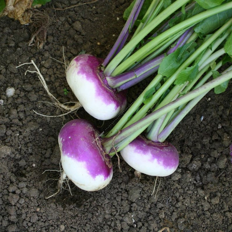 Raap d'Auvergne Hâtif — grote afgeplatte knol met violetpaarse kraag, wit vlees, Frans erfgoedras