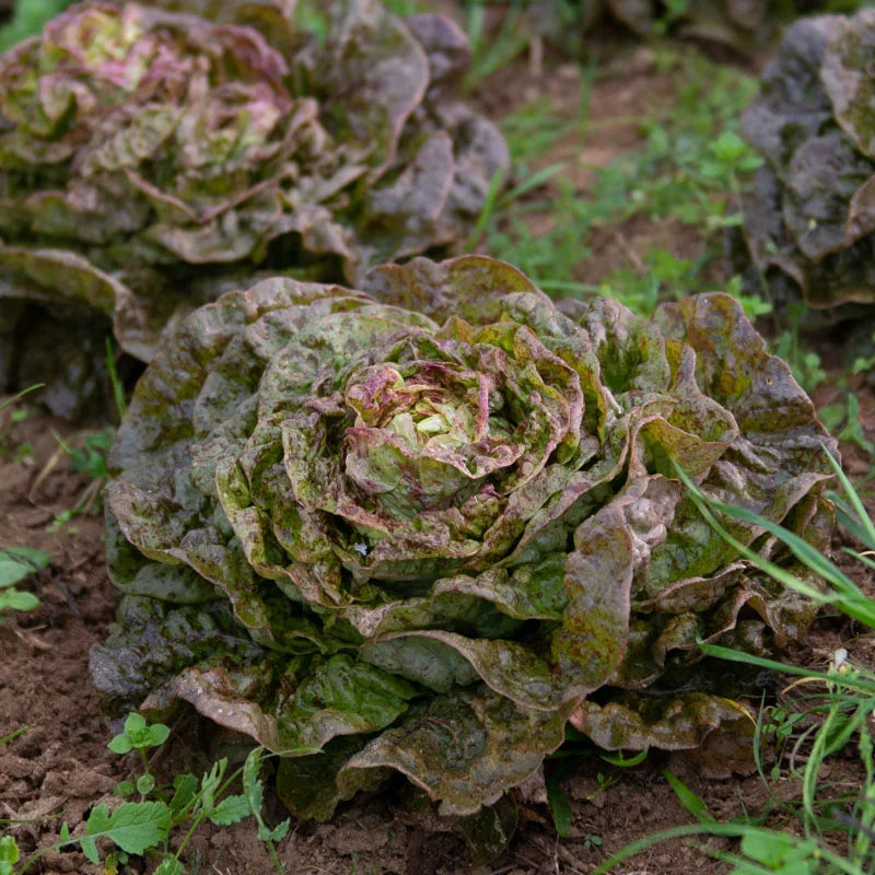 biologisch-oude-rassen-zaden-sla-seeds-of-regeneration